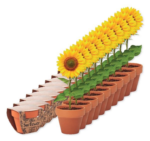 Pack of 100 GiftRetail MO6147 - SUNFLOWER Terracotta pot 'sunflower'